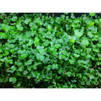 1oz Microgreens Mix - Broccoli, Clover, Radish, and Alfafa